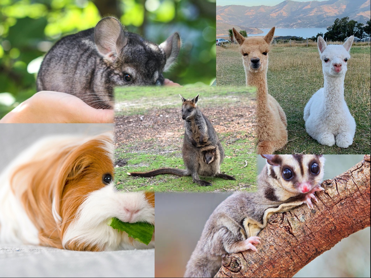 Common Exotic Pets in the US